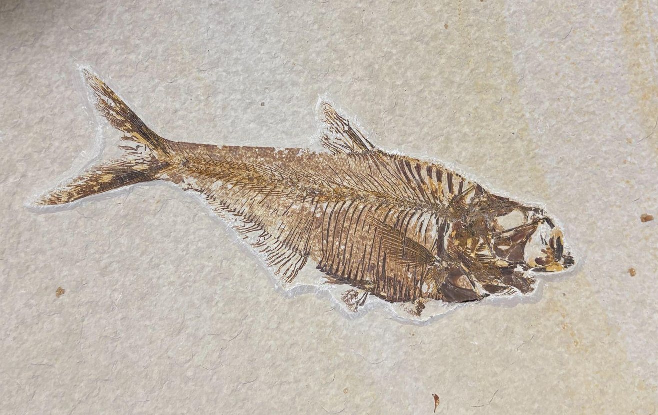 The same Diplomystus after preparation, tail fan and fin rays fully exposed