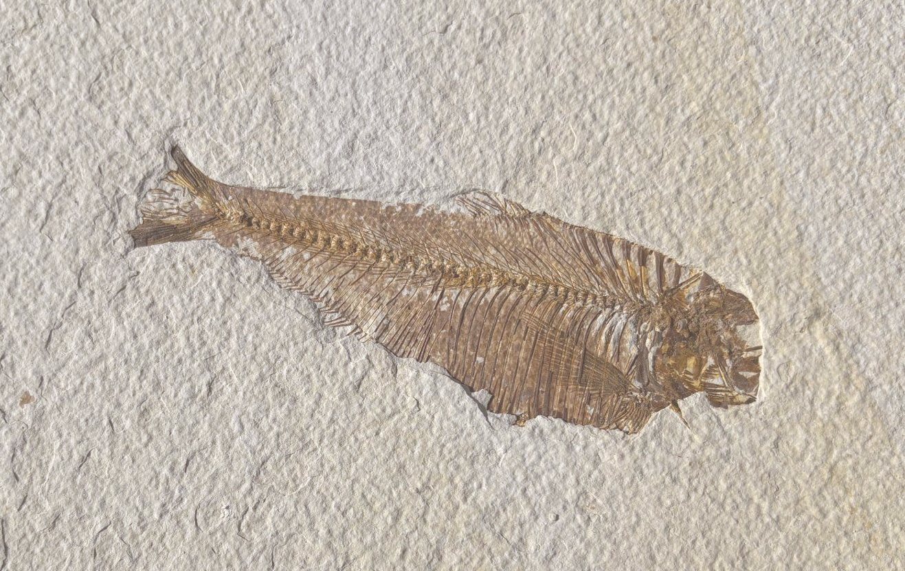 Diplomystus fossil fish before preparation, much of the fin detail still under matrix