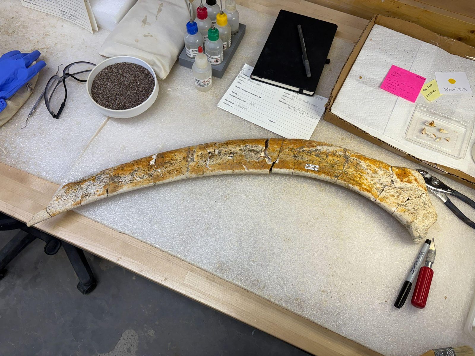 Reassembled Columbian mammoth rib on the preparation bench