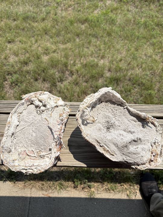 Both halves of the opened plaster jacket set side by side outdoors on a boardwalk rail