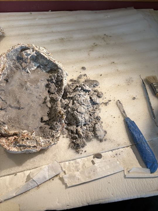 Half of the plaster jacket on the bench with volcanic ash matrix picked away into a pile, a dental pick and brush alongside