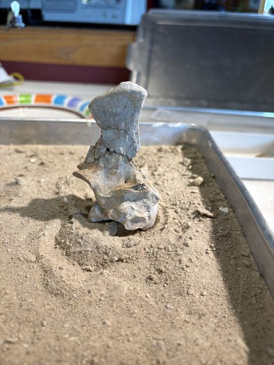The vertebra standing upright in a tray of sand, its pieces held in contact