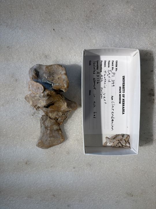 The finished vertebra beside its handwritten University of Nebraska State Museum label, with the fragments that came out of the jacket boxed alongside