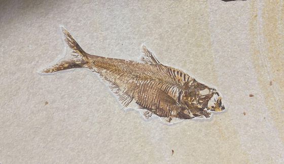 Diplomystus fossil fish after preparation