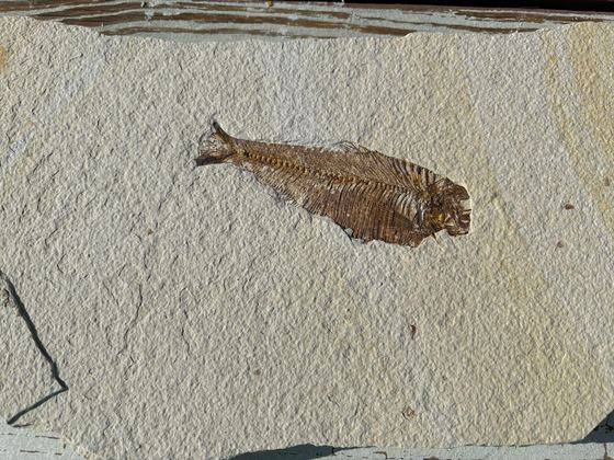 Diplomystus fossil fish still covered by matrix