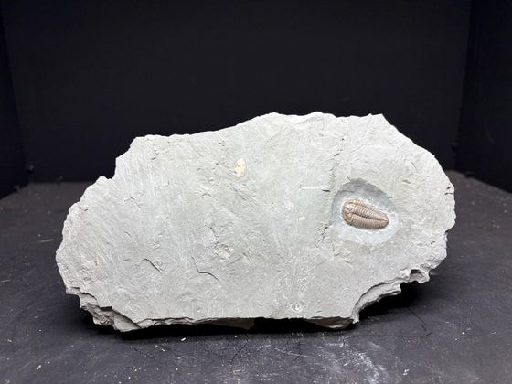 Flexicalymene trilobite exposed after preparation
