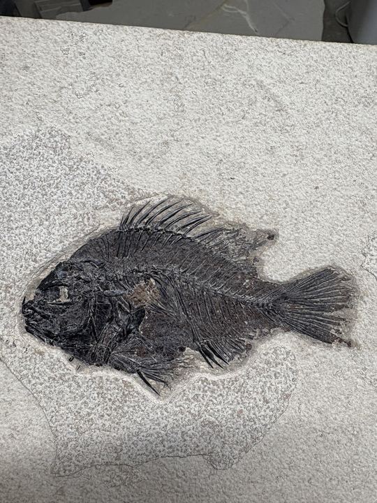 A finished deep-bodied fossil fish on pale limestone, dorsal and anal fin spines and a broad tail fan fully exposed