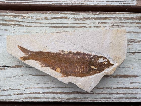 Fully exposed Knightia fossil fish after preparation