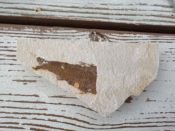 Knightia fossil fish partly covered by limestone matrix