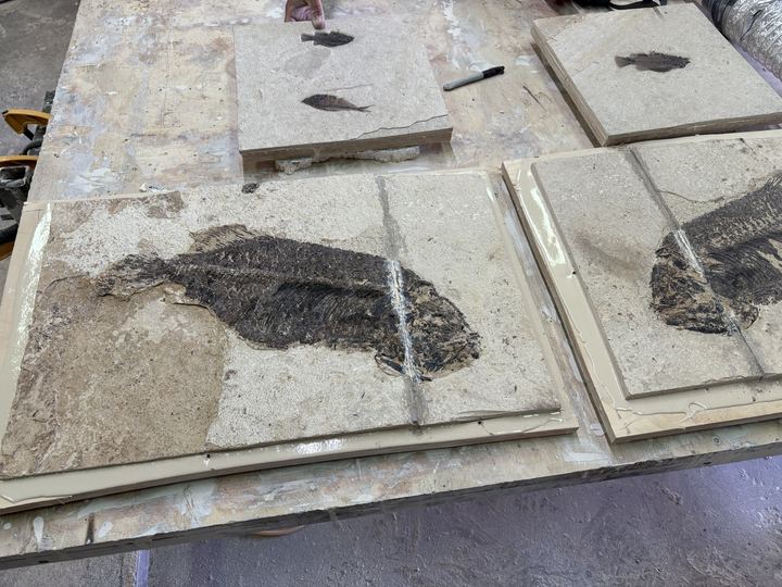 Several fish plates of different sizes sitting in caulk sealed forms on a workshop bench, two large deep-bodied fish among them