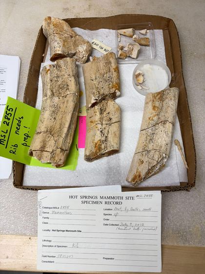 Mammoth rib fragments as received in a specimen tray