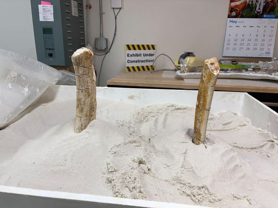 Rib sections standing in a sand tray while adhesive cures