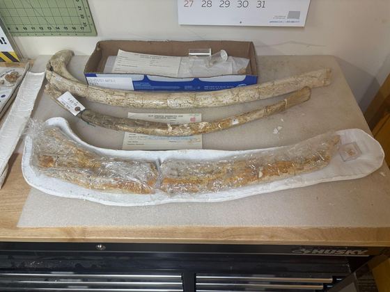Finished mammoth rib resting in its plaster support jacket