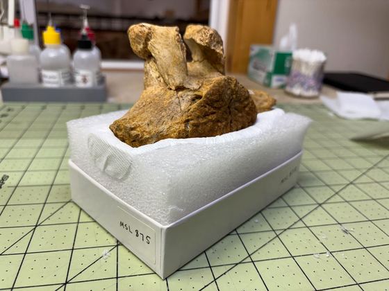 Mammoth vertebra seated in a custom-carved cavity mount