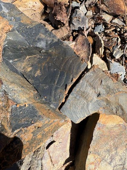 Broken shale containing an Olenellus trilobite in the field